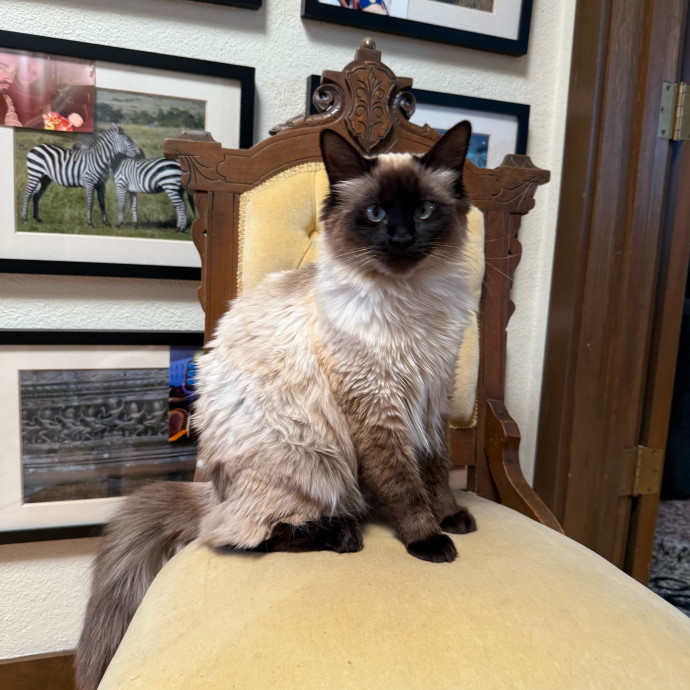 Bay Cat Companion
