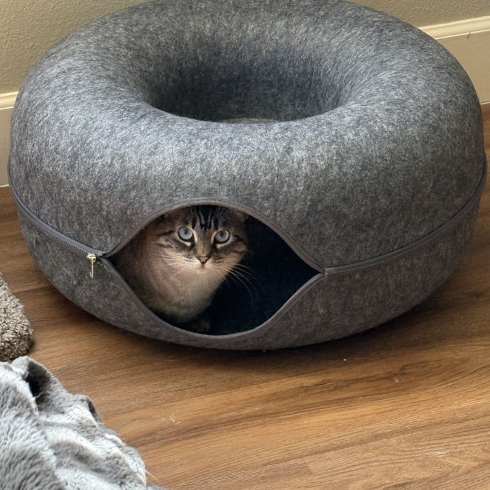 Bay Cat Companion
