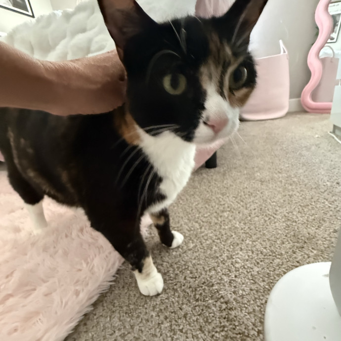 Bay Cat Companion