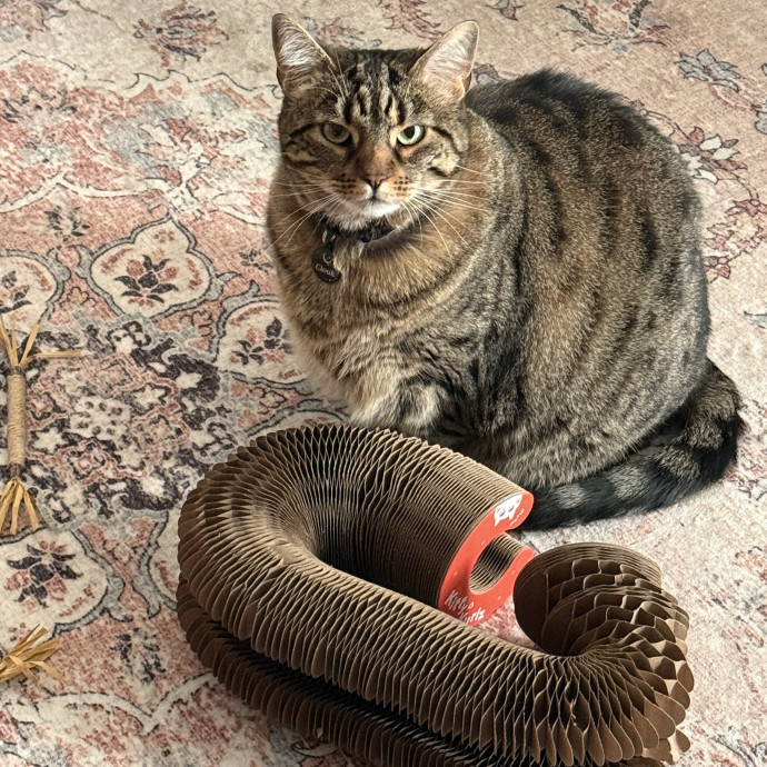 Bay Cat Companion