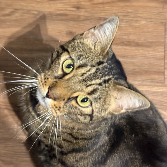 Bay Cat Companion