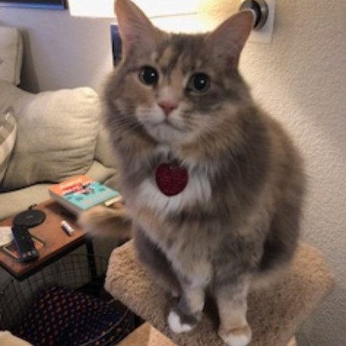Shari's Purrfect Cat Sitting - Denver Metro