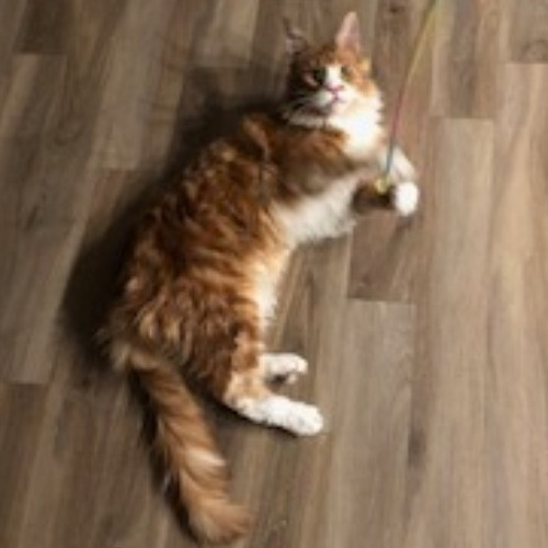Shari's Purrfect Cat Sitting - Denver Metro