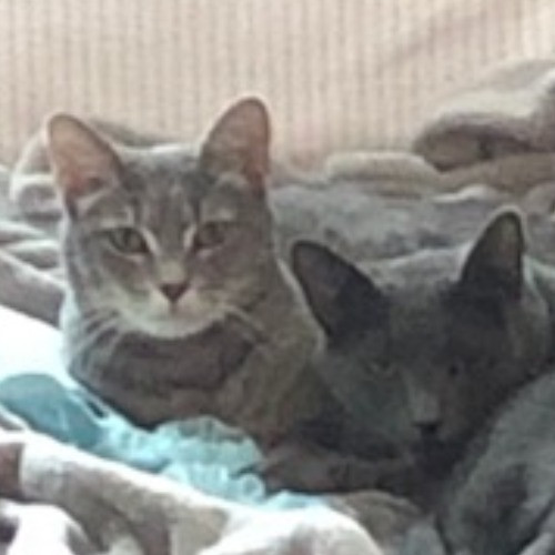 Shari's Purrfect Cat Sitting - Denver Metro