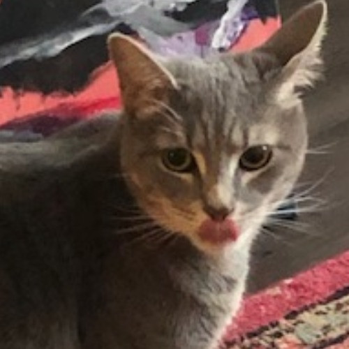 Shari's Purrfect Cat Sitting - Denver Metro