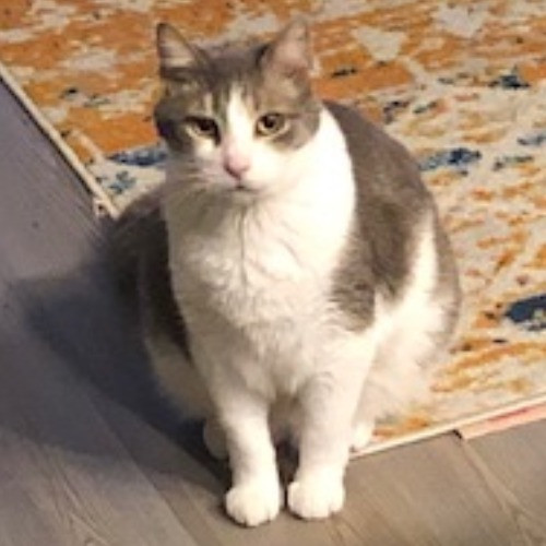 Shari's Purrfect Cat Sitting - Denver Metro