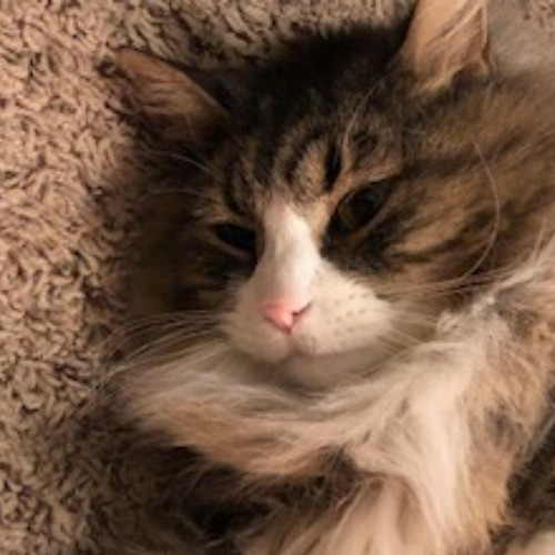 Shari's Purrfect Cat Sitting - Denver Metro