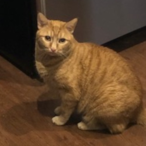 Shari's Purrfect Cat Sitting - Denver Metro