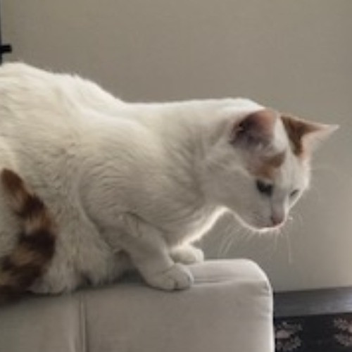 Shari's Purrfect Cat Sitting - Denver Metro photo 3