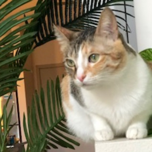 Shari's Purrfect Cat Sitting - Denver Metro photo 2