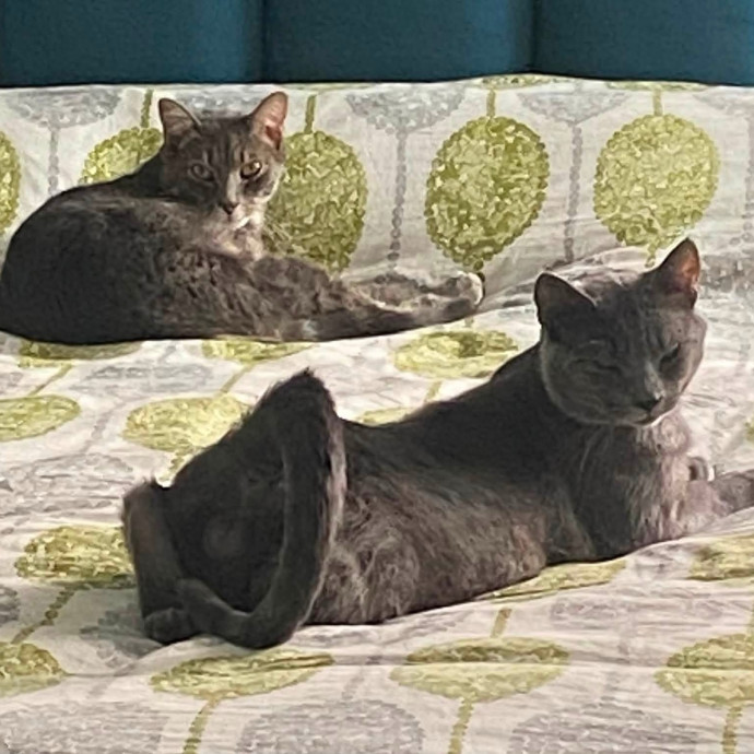 Treat Every Pet Like Family