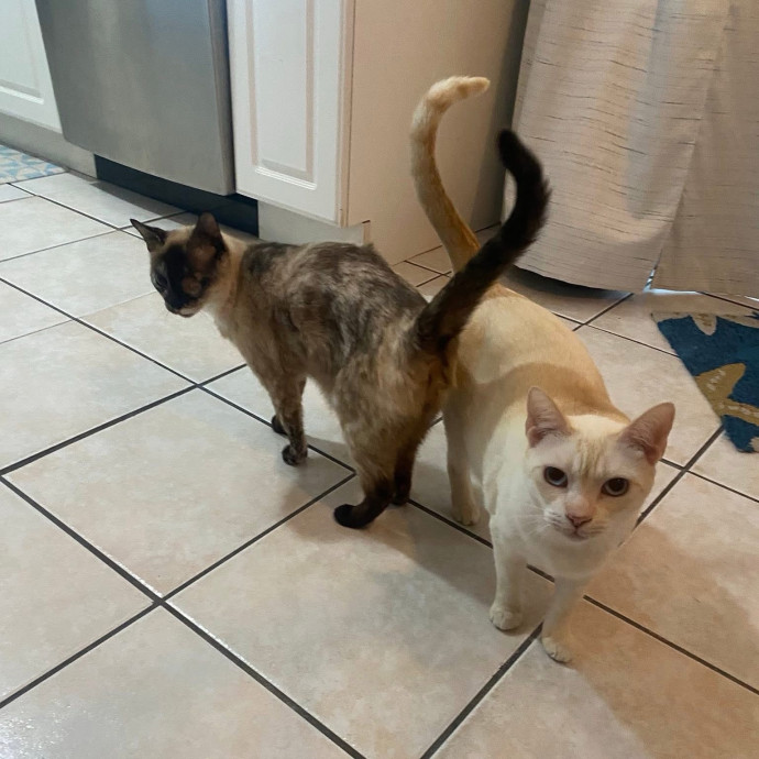 Treat Every Pet Like Family photo 3