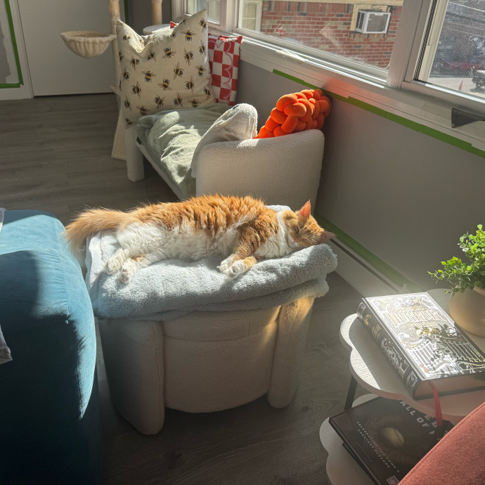 Caring Reliable  Paw-Sitive Cat Sitter