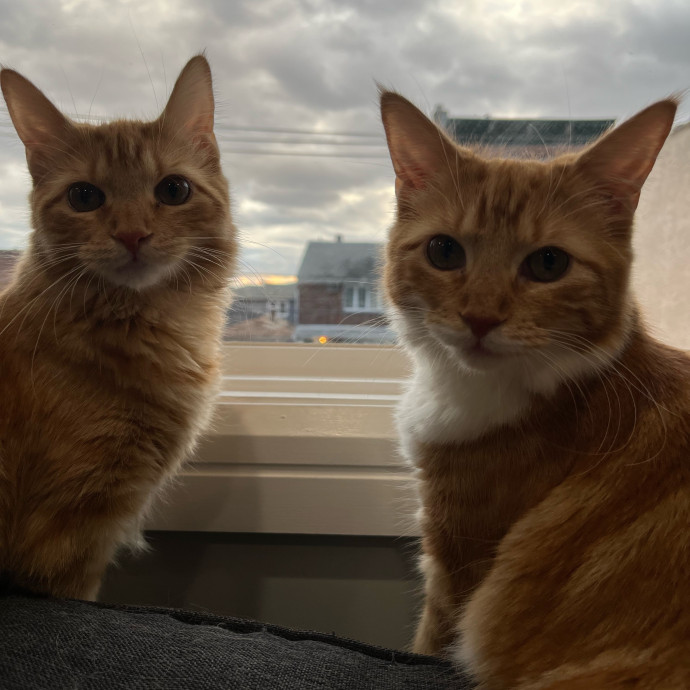 Caring Reliable  Paw-Sitive Cat Sitter