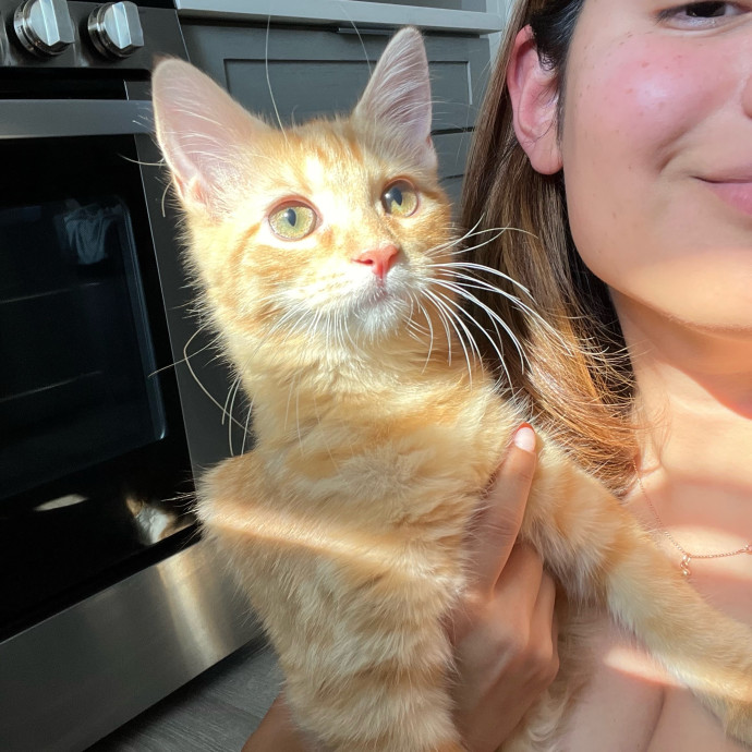 Caring Reliable  Paw-Sitive Cat Sitter