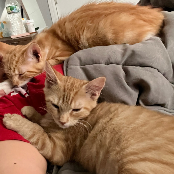 Caring Reliable  Paw-Sitive Cat Sitter
