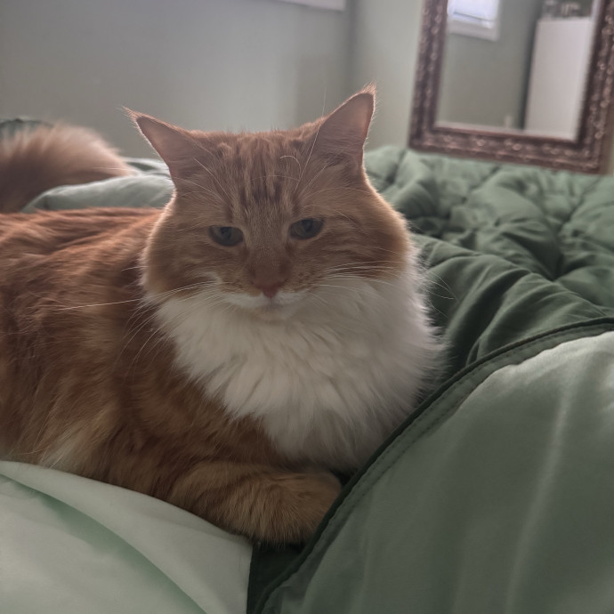 Caring Reliable  Paw-Sitive Cat Sitter