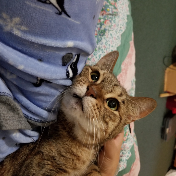 Caring Reliable  Paw-Sitive Cat Sitter