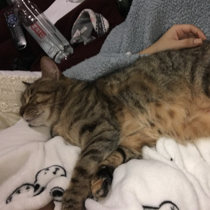 Caring Reliable  Paw-Sitive Cat Sitter photo 3