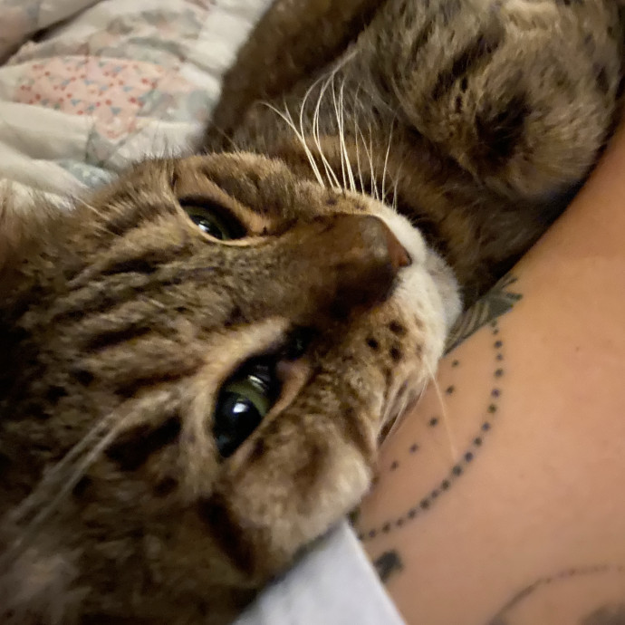 Caring Reliable  Paw-Sitive Cat Sitter photo 2
