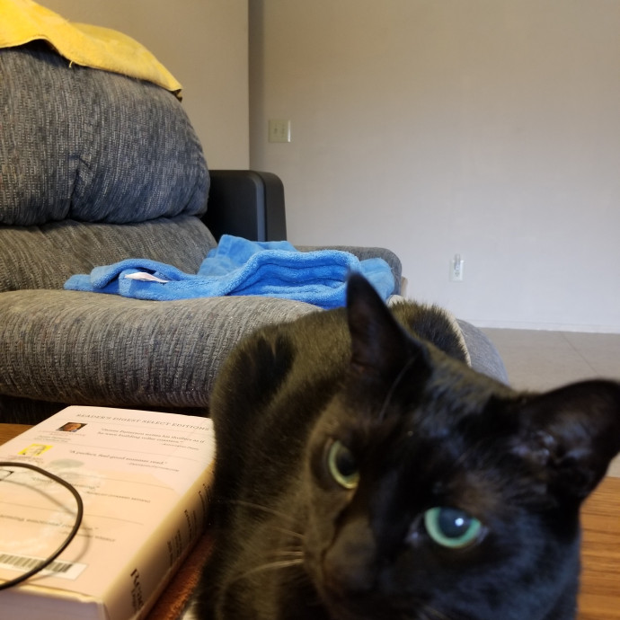 Coal's Cat Sitting In North Phoenix