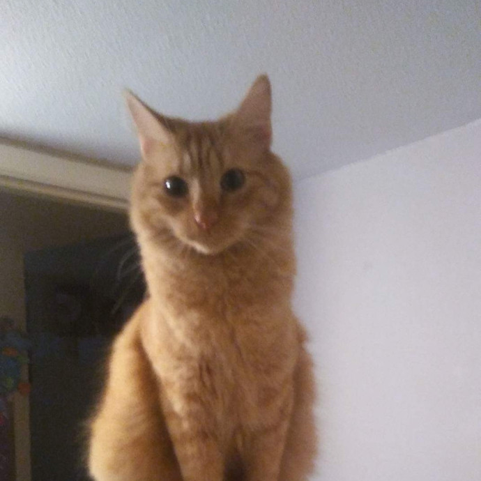 Coal's Cat Sitting In North Phoenix photo 3
