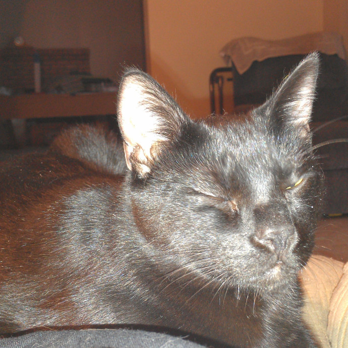 Coal's Cat Sitting In North Phoenix photo 2