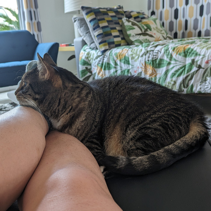 Creating Pawsitive Experiences