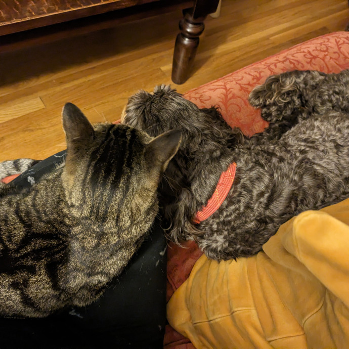 Creating Pawsitive Experiences photo 2
