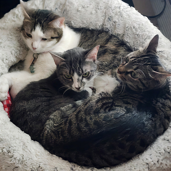 Clary's Cat Sitting Service