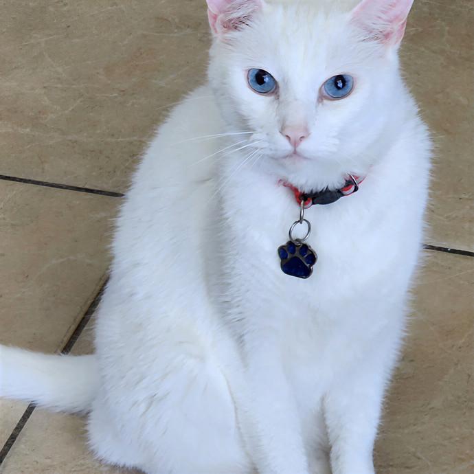 Clary's Cat Sitting Service