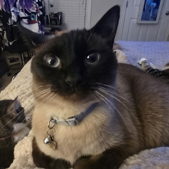 Clary's Cat Sitting Service