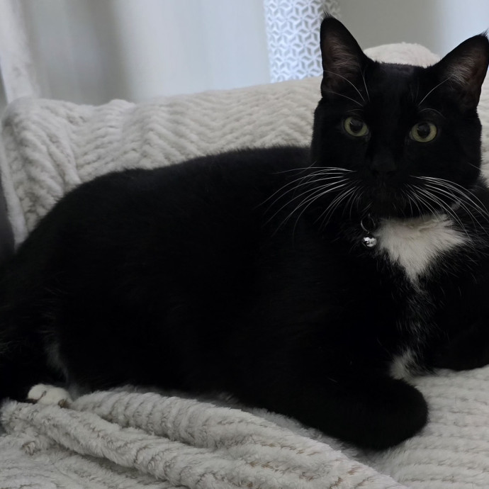 Clary's Cat Sitting Service