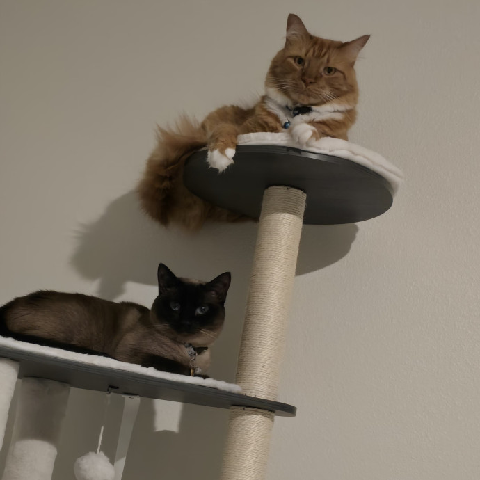 Clary's Cat Sitting Service photo 3