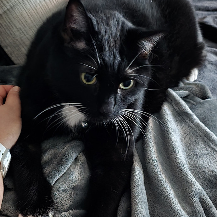 Clary's Cat Sitting Service photo 2