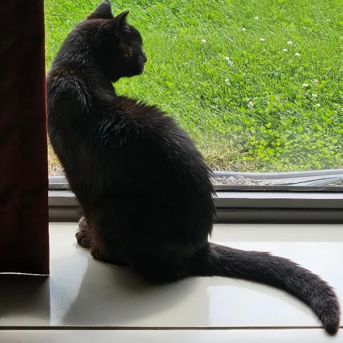 Here Kitty Kitty By Sherre