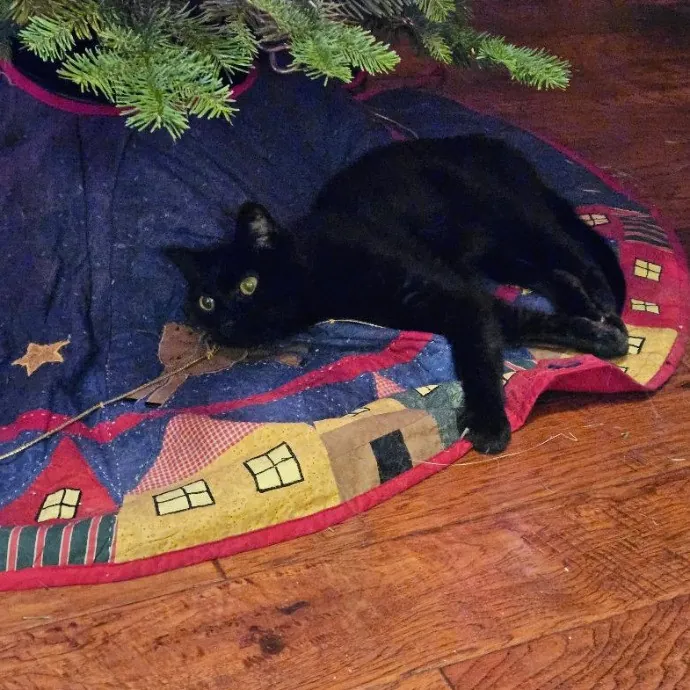 Here Kitty Kitty By Sherre