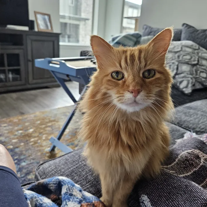 Here Kitty Kitty By Sherre