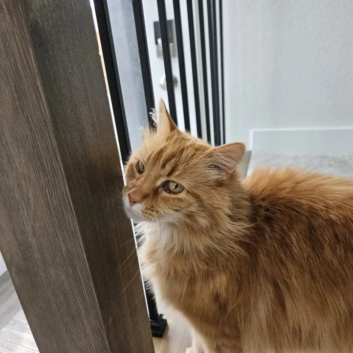 Here Kitty Kitty By Sherre