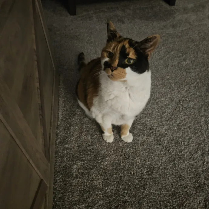 Here Kitty Kitty By Sherre