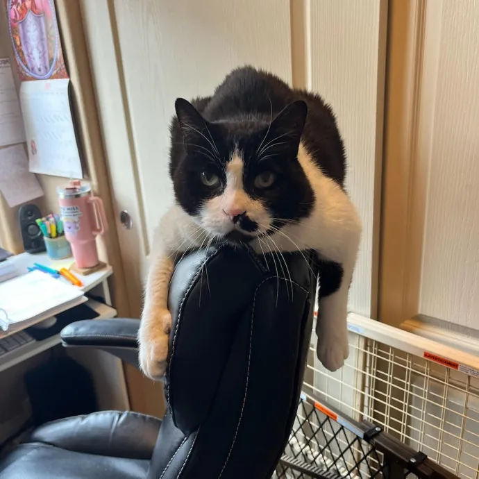 Here Kitty Kitty By Sherre