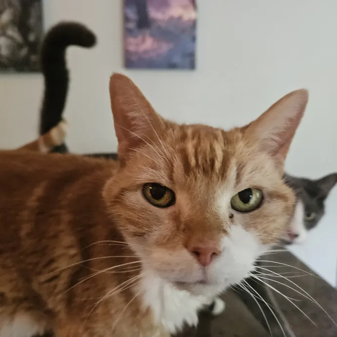 Here Kitty Kitty By Sherre