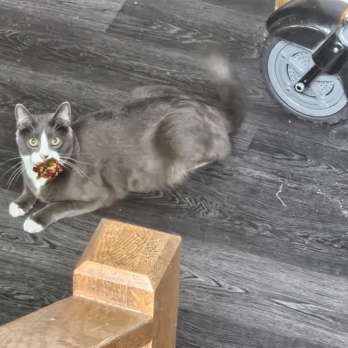 Here Kitty Kitty By Sherre