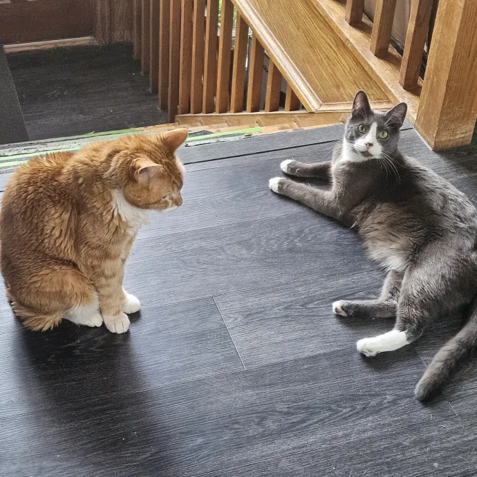 Here Kitty Kitty By Sherre