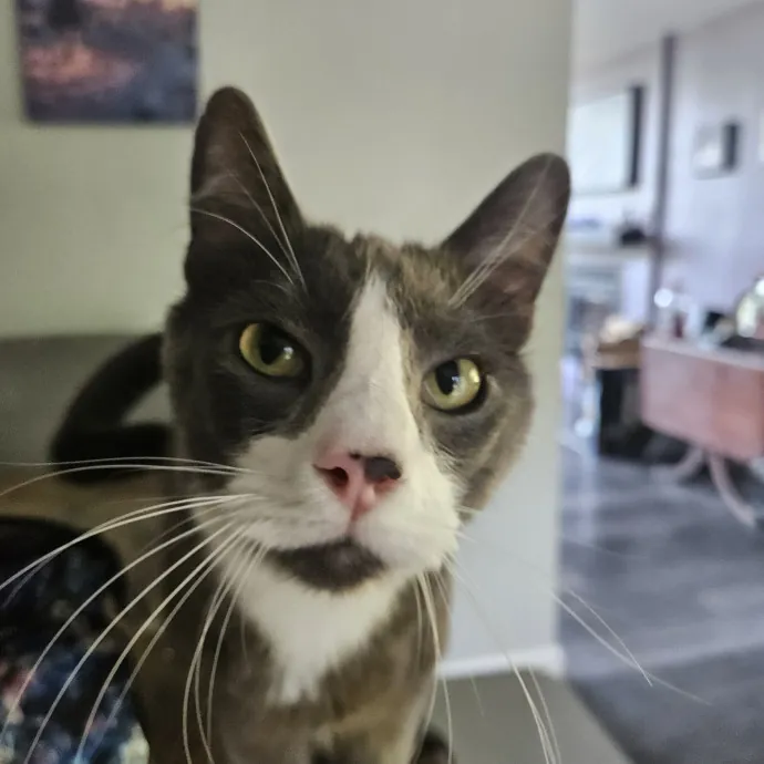 Here Kitty Kitty By Sherre