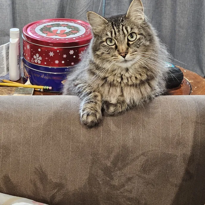 Here Kitty Kitty By Sherre