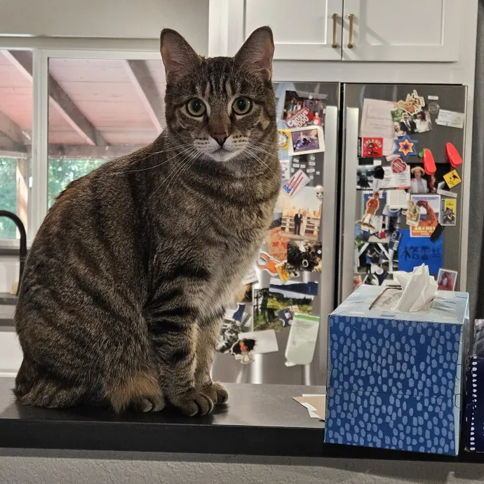 Here Kitty Kitty By Sherre