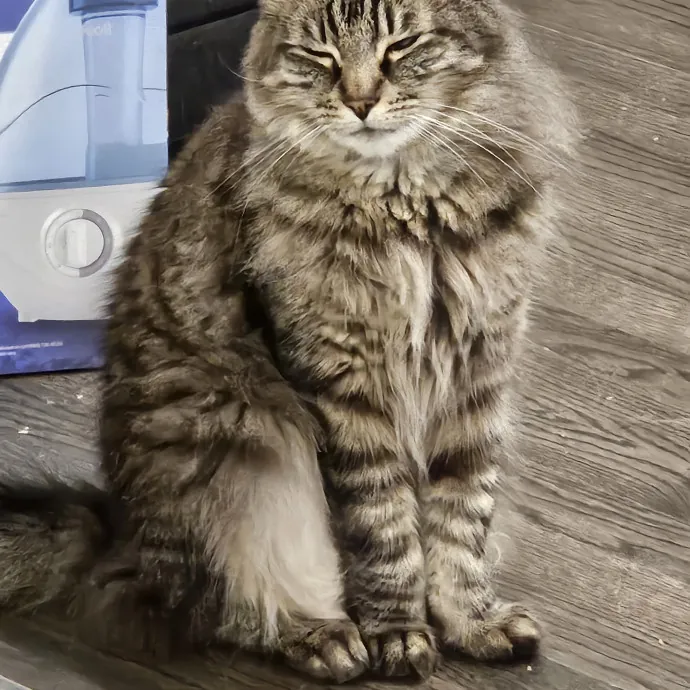 Here Kitty Kitty By Sherre