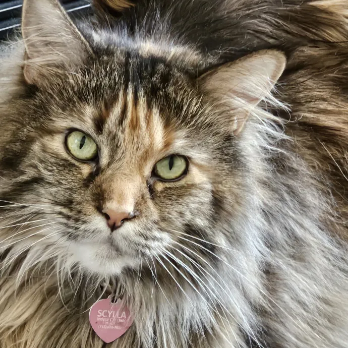 Here Kitty Kitty By Sherre