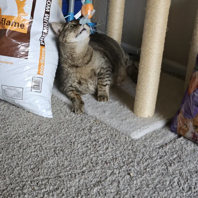 Here Kitty Kitty By Sherre